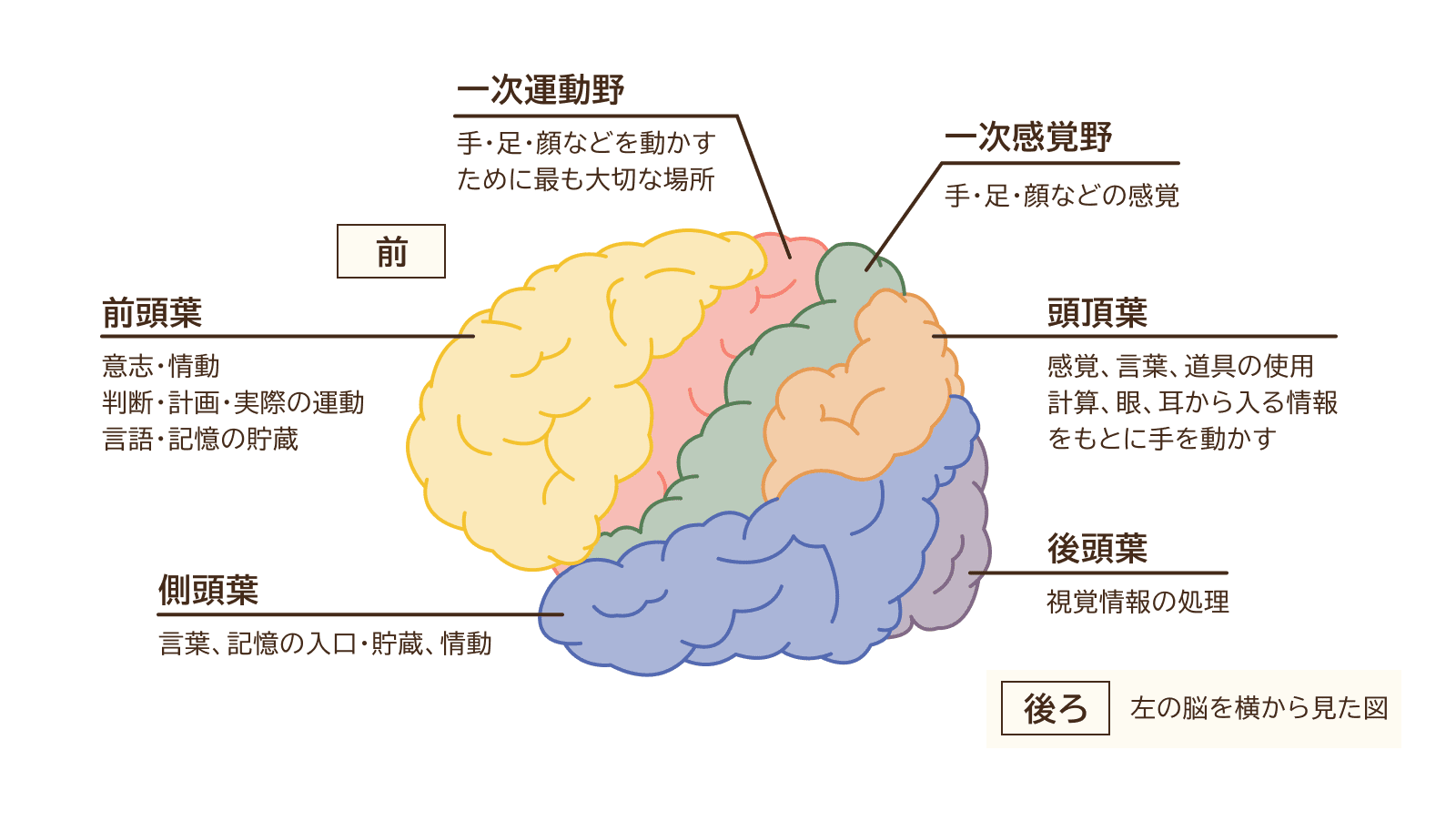 図 大脳の構造と働き